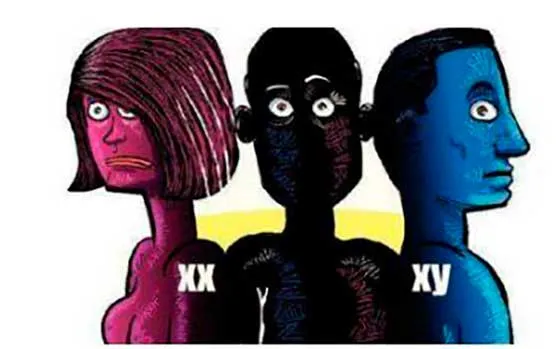 Ilustración de tres cabezas de perfil en rosa, negro y azul con las etiquetas «XX», «Y» y «XY»